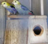 nestbox with hinged lid photo