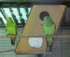 sloping parrot nestbox photo