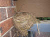 cup shaped finch nest photo