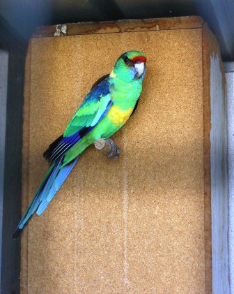 mallee%20ringnecked%20parrot%20pic.jpg