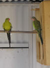 regent parrot pair photo