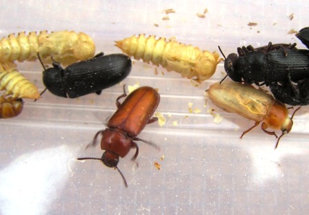 http://birdcare.com.au/insect%20images/mealworm%20beetle%203%20colours.jpg