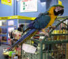 blue and gold macaw photo