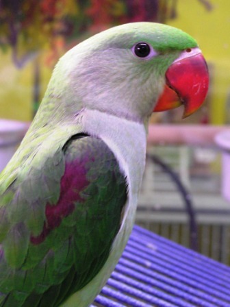 breeding alexandrine parrots