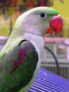 photo of Alexandrine parrot