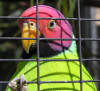 close up photo of plum headed parrot