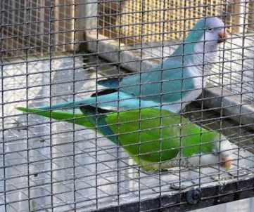 monk parakeet breeding